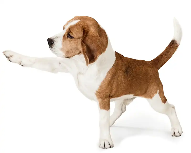 Un cane beagle in una posa simile a una mossa di karate con una zampa sollevata.